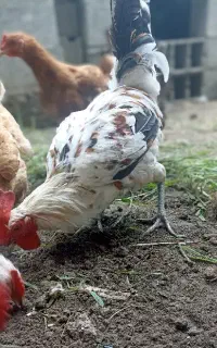 خروس گلین لری اصل