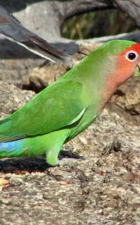 (( طوطی کوتوله معاوضه توضیحات))