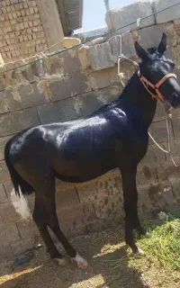 کره اسب ماده
