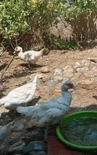 اردک مسکویی یه دست سفید