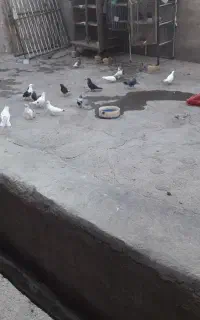 با سلام کفتر  محافظی با مرغ