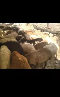 بره نر