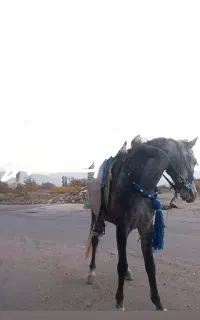 اسب