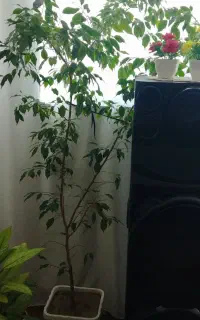 گل خانگی بنجامین