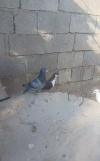 کبوتر