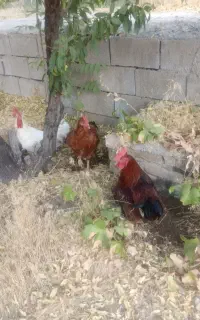 خروس