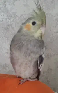 عروس هلندی گمشده