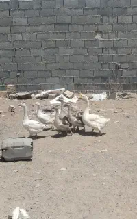 قوغاز‌