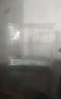 قفس