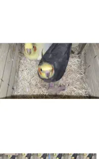 جفت مولد عروس هلندی