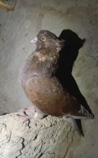 کفتر شازده وسرخ کاکلی