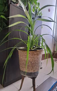 گل پاندانوس