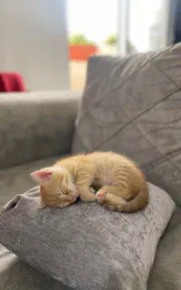 گربه کوچولوی ماده ‌dsh نارنجی