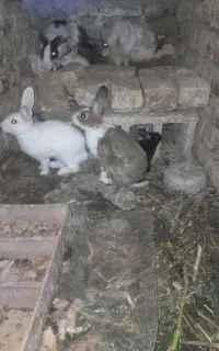 خرگوش فروشی درباخرز