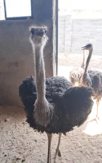 شتر مرغ