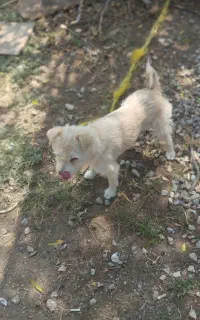 سگ پاکوتا