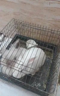 یک جفت خرگوش لوپ واکسن خورده با قفس