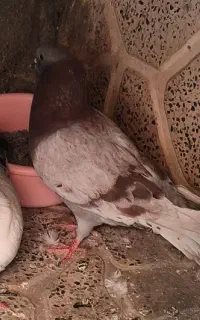 کبوتر گمشده