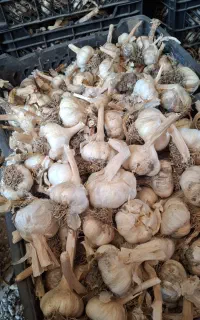 سیر سفید بذری
