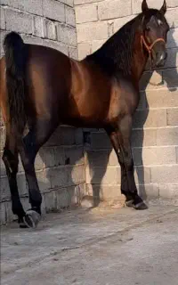 اسب نژاد درهشوری