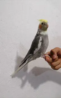 عروس هلندی نر