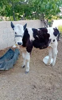 گاو و گوساله