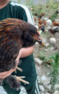 مرغ زینتی