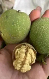 گردو پوست کاغذی ۱۰۰