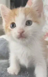 گربه سه ماهه