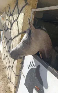 اسب