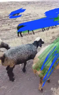 میش جوان