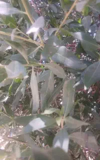 گل بابونه مال امسال خشک ک تمیز