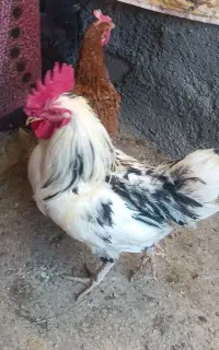 مرغ و خروس محلی