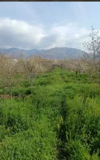 یونجه