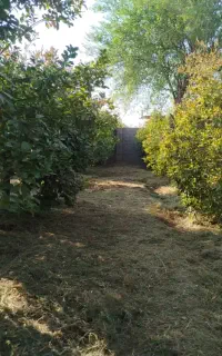 علف زنی. حرس درختان. جوب بندی شخم زنی