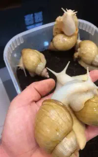 حلزون و روغن حلزون و حلزون تراپی