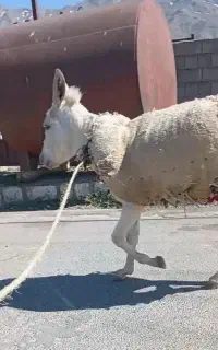 الاغ