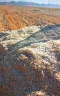 کاه گندم