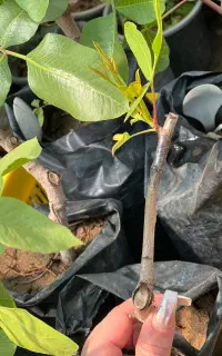 نهال پسته پیوندی +ضمانتی