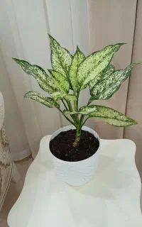 گل آگلونما برفی
