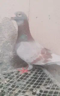 دو عدد کبوتر پلاکی نر