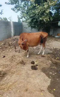 گاو