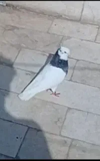کفتر طوقی گمشده