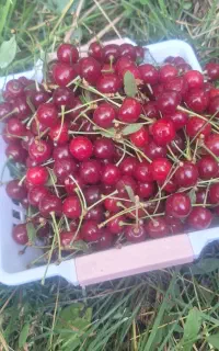 البالومحلی