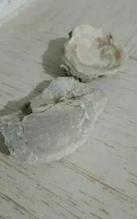 سنگ‌فصیلی