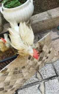 جوجه کارخانه ای