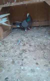 کبوتر تکپر و مسافتی