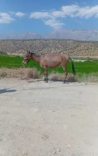 یاسوج  گوساله گاو قاطر