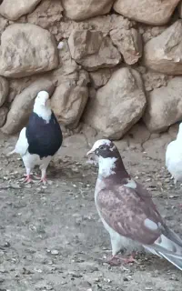 کبوتر.