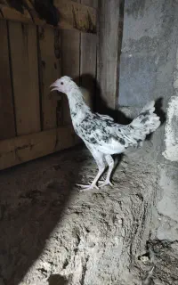 نمیچه  چهار ماهه مرغ